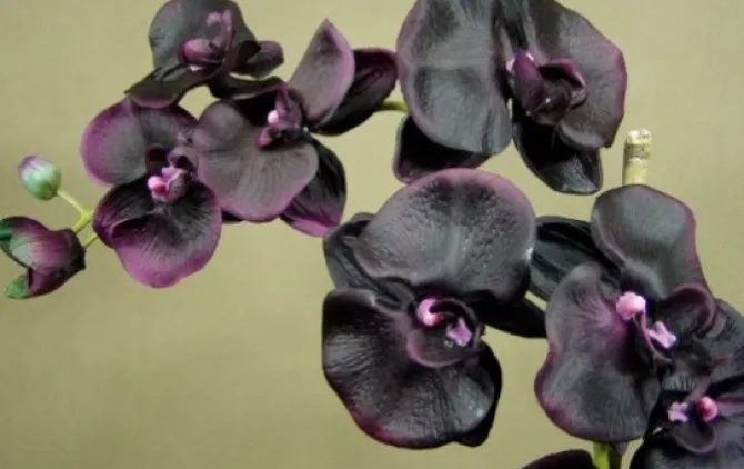 Dyfuzor Premium Reed 100ml Black Orchid CERERIA MOLLA / Beż B3CM-1323