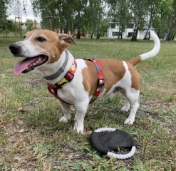 Frisbee dla psa RINGO / Czarny 20059-02