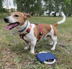 Frisbee dla psa RINGO / Niebieski 20059-03